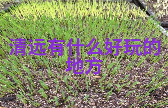 对于寻找温暖阳光和沙滩度假的人来说在世界上有哪些城市是最佳选择之一呢