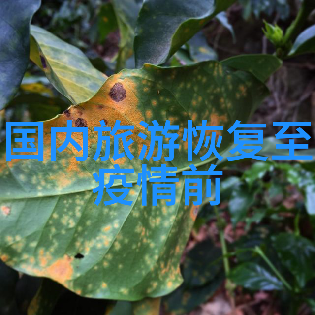 探秘黄山之巅一场与大自然对话的旅程