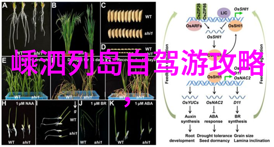 内蒙古之冠探秘草原上的10个绝美景观