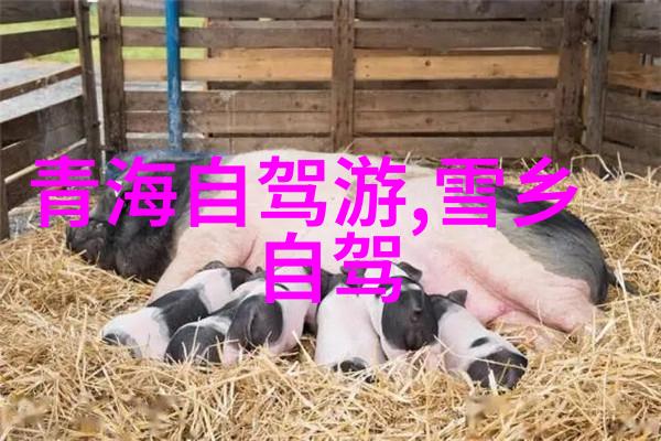 本土风情揭秘我们的奇特习俗
