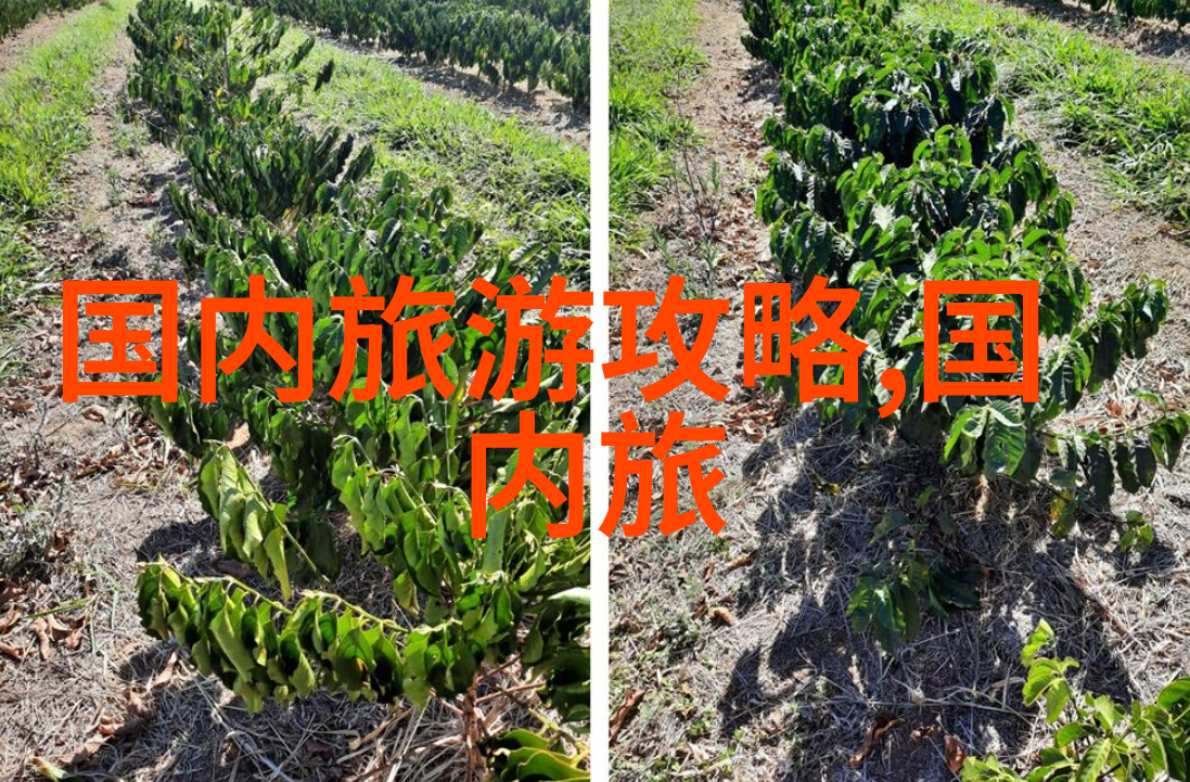 西安必吃美食攻略我来教你如何在西安大快朵颐那些超级好吃的美食