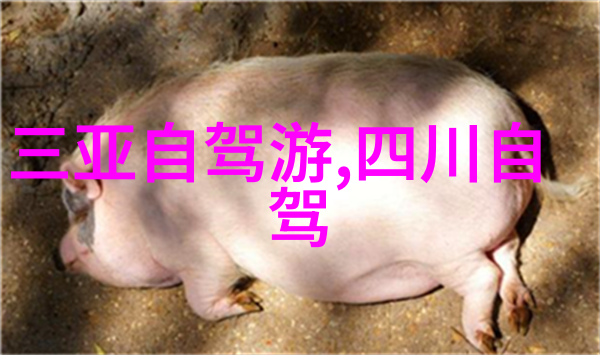 探索童年乐趣幼儿园户外活动的无限可能