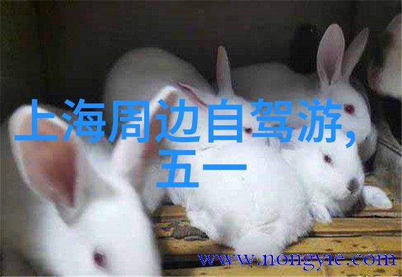 重庆玩3天必看景点山城风情与现代魅力共赏