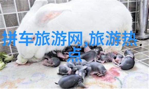 探秘翱翔天际的翅膀雁荡山游记指南