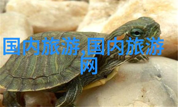 夏日的海边一个六年级学生的游记
