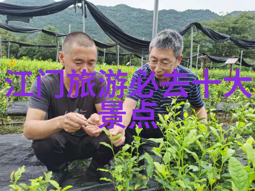 安吉旅游必去的景点-探秘安吉美景桃花源天池和古村落的魅力