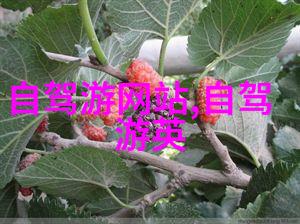 绿意盎然的冒险为什么成年人选择参加自然徒步