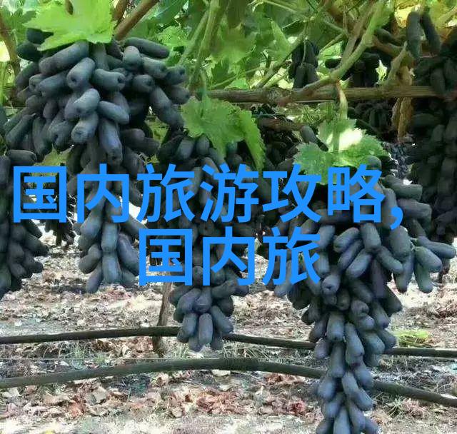 省力自行车骑向舒适的未来