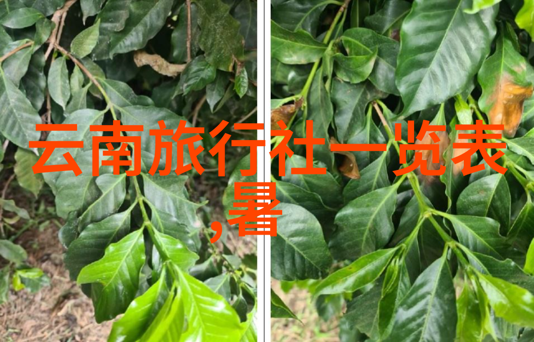 异客降临30厘米长的访客与我们的世界