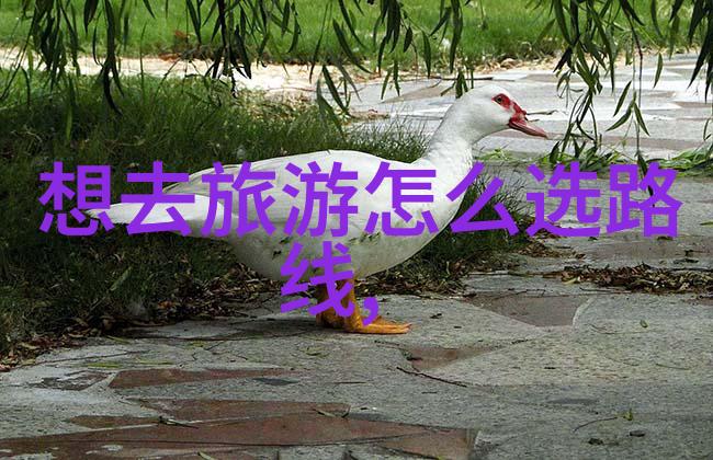 雨林保护区探险需注意哪些安全问题