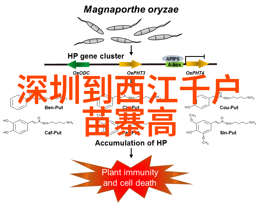生存技能与团队合作儿童户外拓展训练项目课程大揭秘