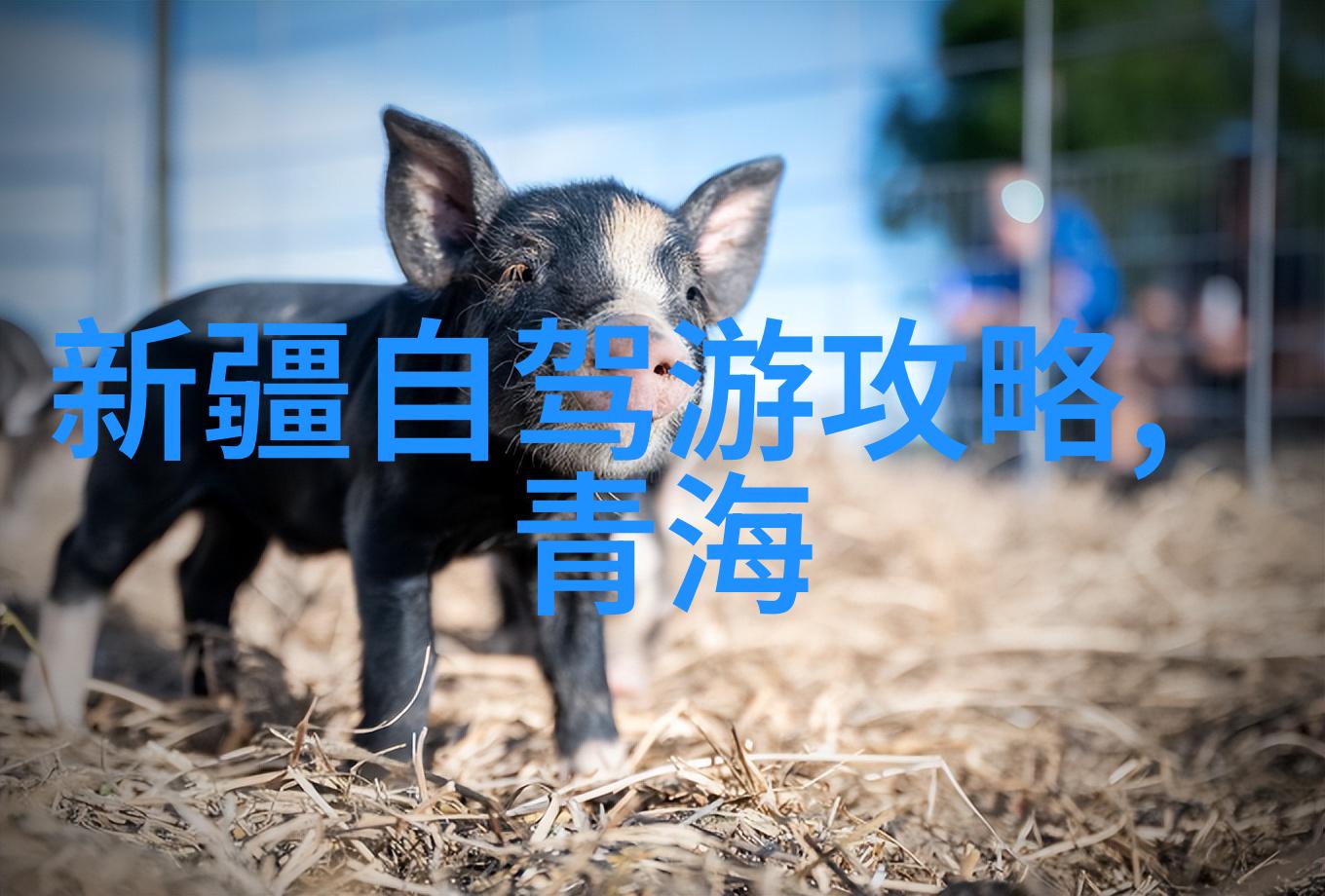 学了几种基本烹饪法之后我可以做出什么样的复杂菜肴