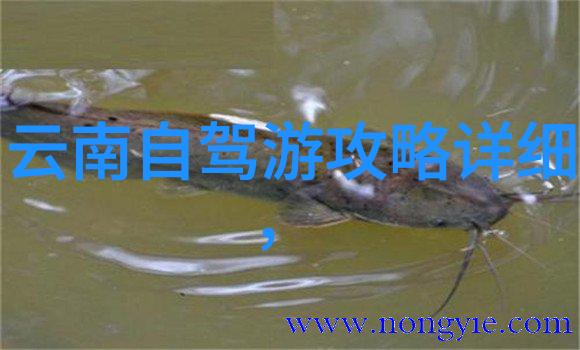 新乡旅游住宿攻略-探索河南美食之都的舒适避风港新乡旅游住宿指南