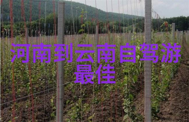 寻找神秘动物的天堂鸟岛旅游攻略