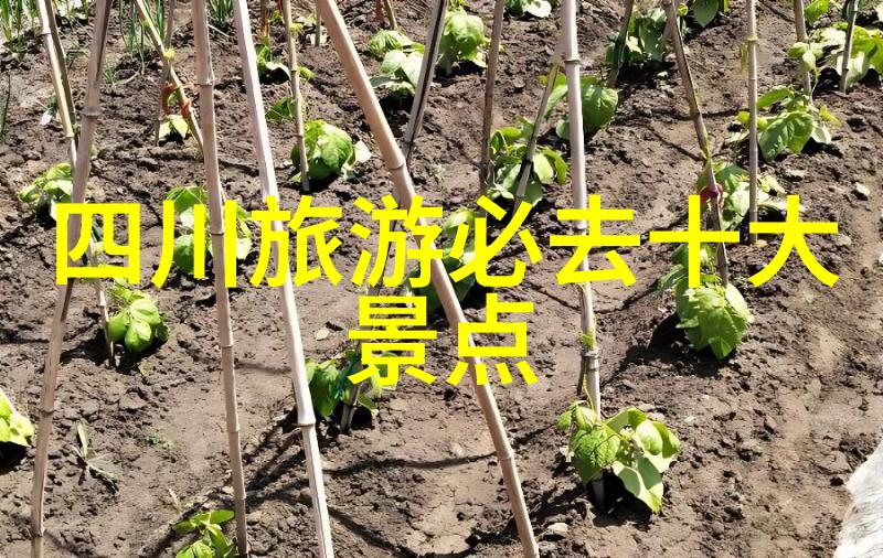 72小时四川快游指南快速了解城市魅力及历史遗迹的策略是啥