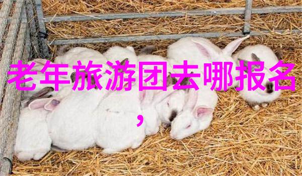嵊泗列岛自驾游攻略 - 探索风景如画嵊泗列岛自驾游必备指南