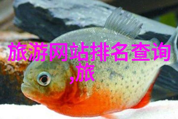 探索童真乐趣儿童户外游戏50例启示录