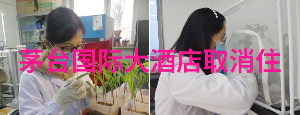 探索未来的旅行体验新型旅游方式的理论与实践