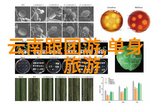 云端上的圣地伏羲山怎样成为佛教修行者的灵魂之地