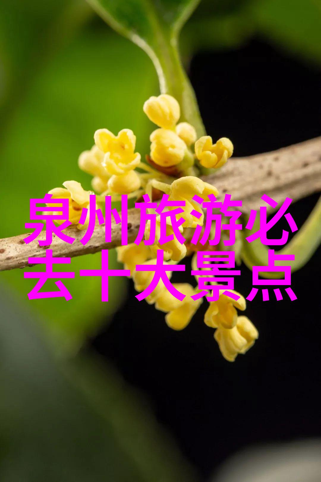 海南之谜消失的自驾游者