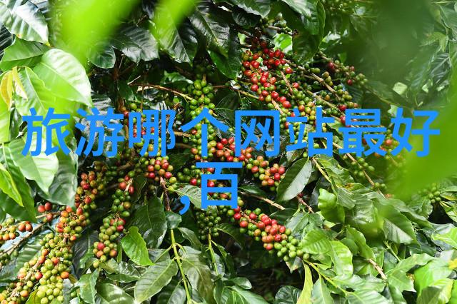 雅安天然氧吧檀香林场吸引世界自然爱好者