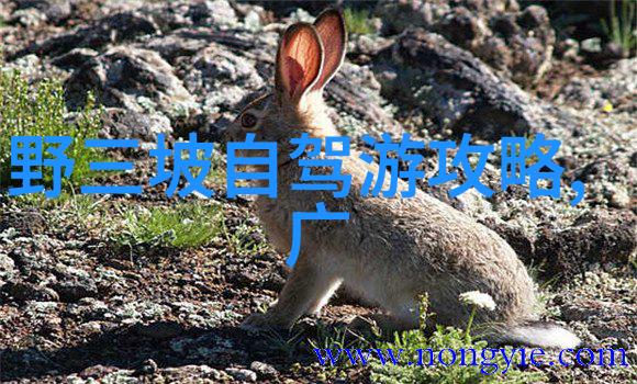 黄山之美探索松石峡的奇迹与魅力