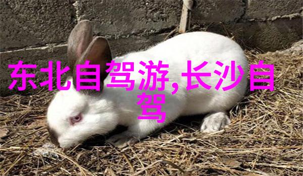 户外游戏幼儿园大班-绿茵场上的冒险大班儿童的户外探索
