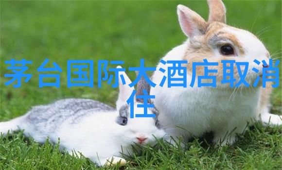 古韵浮生苏州旅游攻略中的意外惊喜与深藏传统