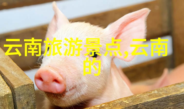 同城游伴网探索城市边界的新旅途