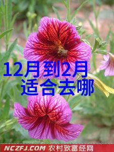 冬季国内旅游热门景区推荐冰雪大观园黄山风景名胜区桂林山水甲天下