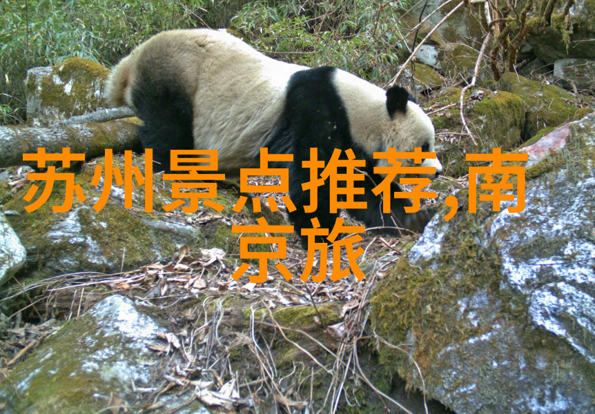 国内旅游市场加速回暖写一处风景名胜的作文