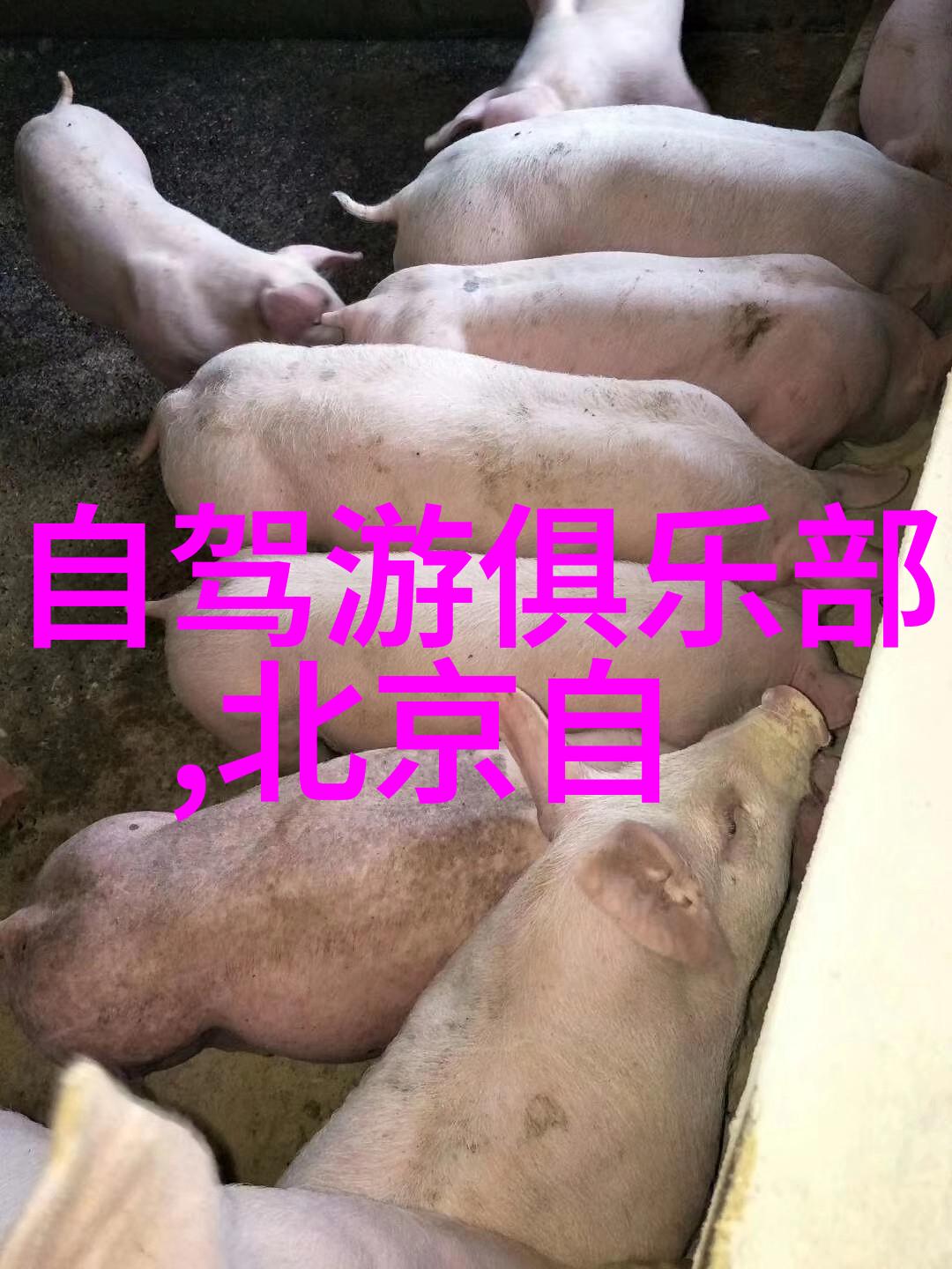 探索安康美景揭秘市内最具特色景点
