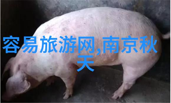衡山旅游攻略我是如何在衡山玩出高光时刻的