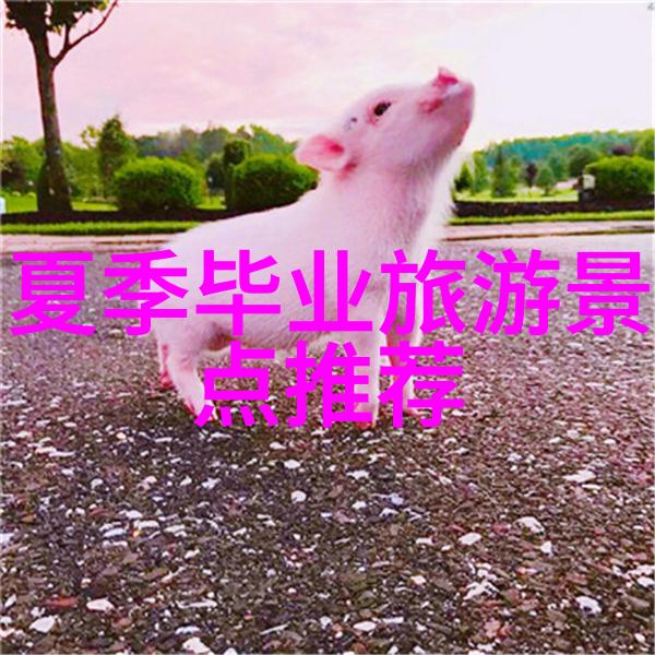 旅行我最爱的海岛阳光与椰子树之间的美好时光