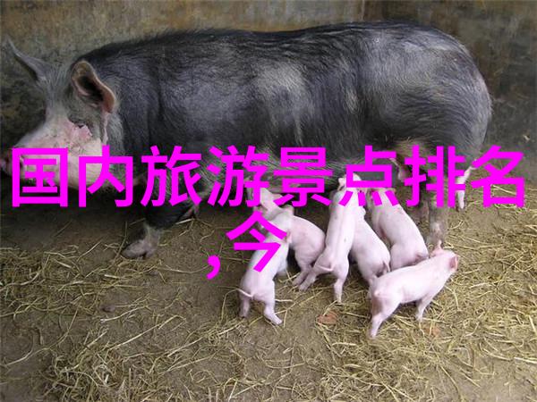 追逐梦想从鼓浪屿走向成功故事