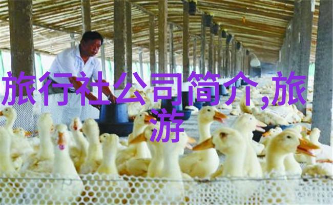 小小探险家幼儿园户外活动的多样性