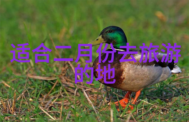 探索当地魅力附近旅游景区的精彩之选
