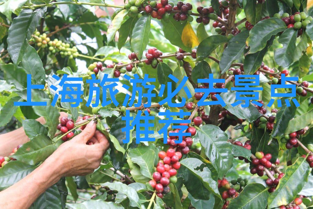 主题我亲眼见证的318川藏线骑行者遇狼悲剧