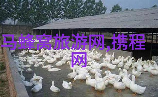 出国旅行的新篇章国际游览的重新启航