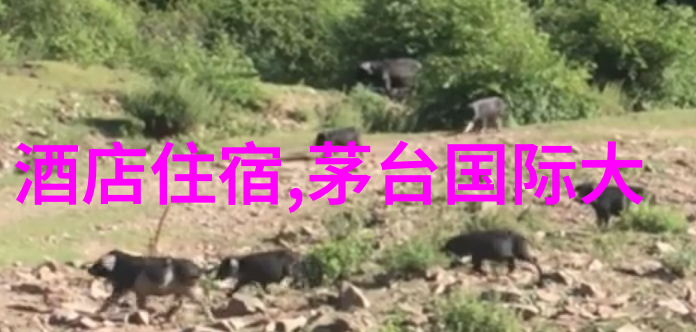 自然之冠探访三亞国家级自然保护区和森林公园