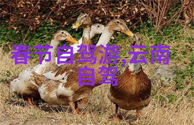 探索自然的乐趣50个中班户外活动游戏启程