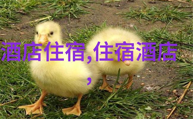 初见之美人生足迹